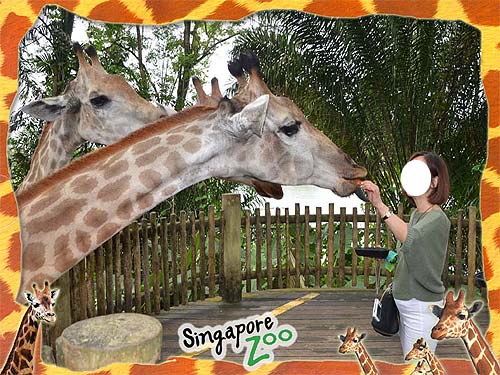 Singapore-Zoo